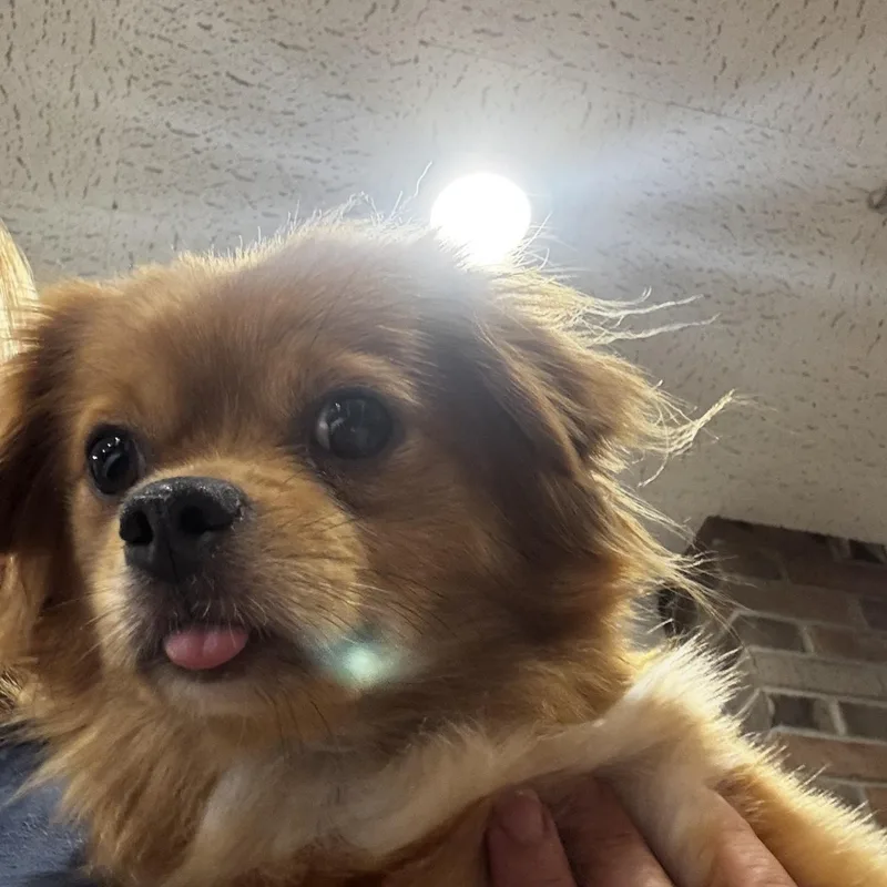 Roxie thumbnail 2
