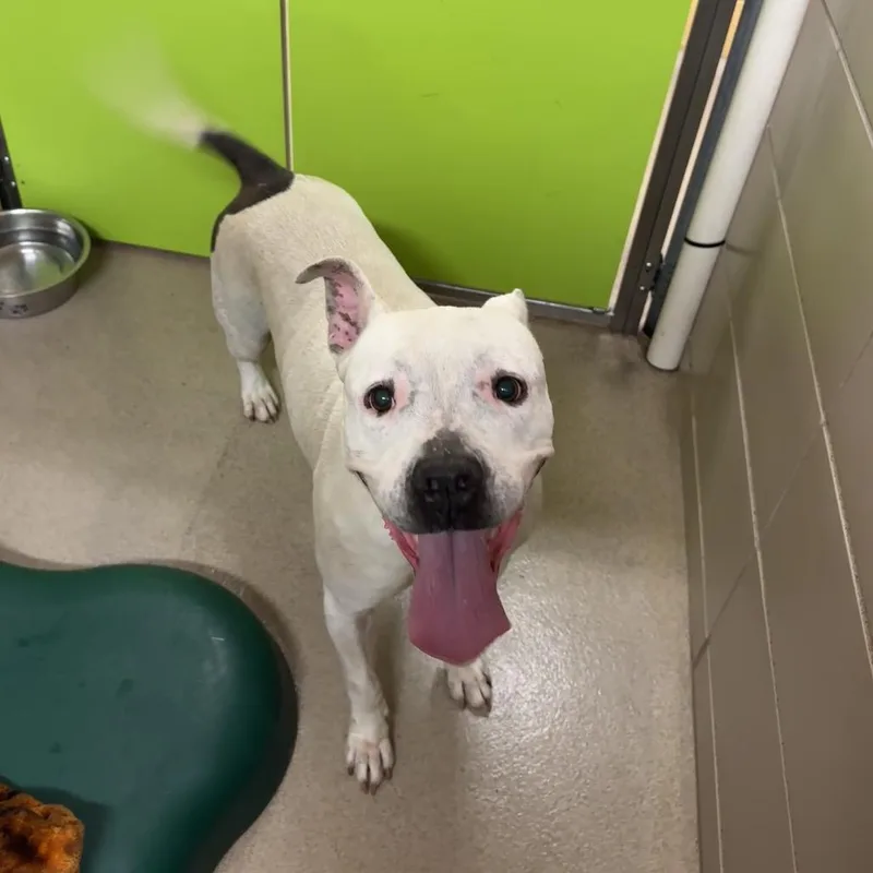 An adult large-sized female White / Cream Mixed Breed dog named Ladybug for adoption in Waukesha, WI