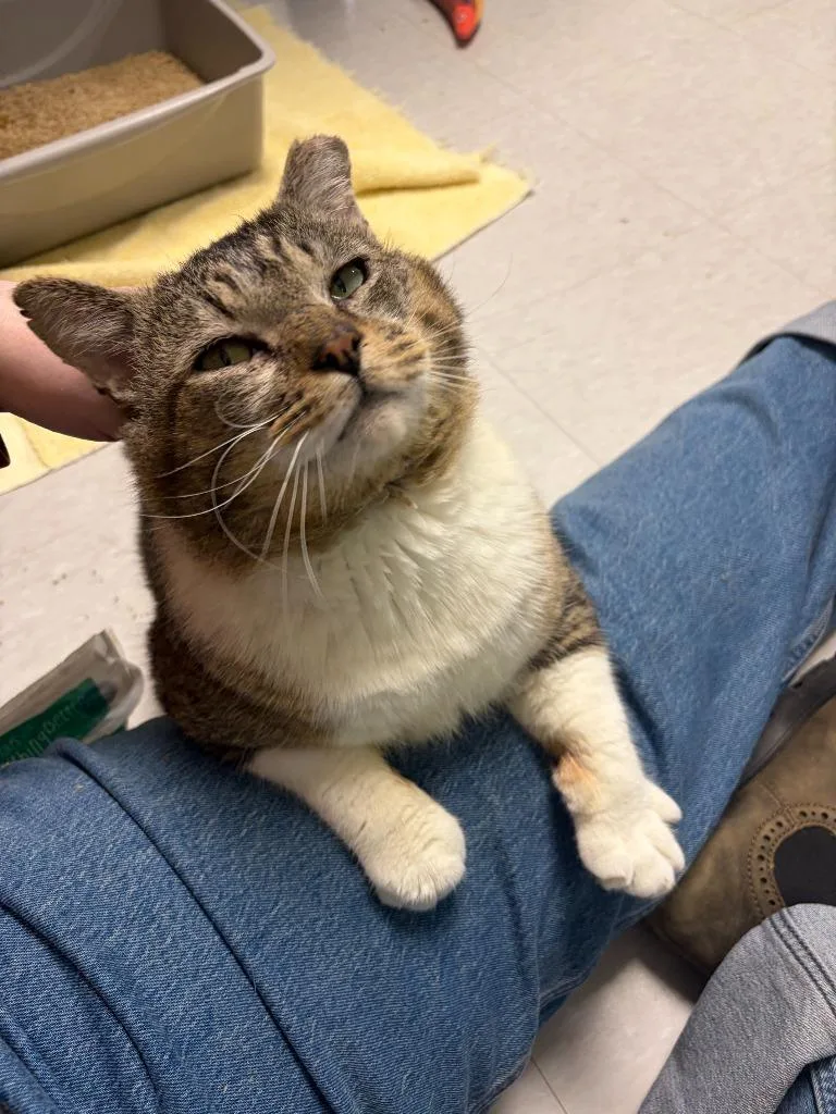 Sweetums thumbnail 2