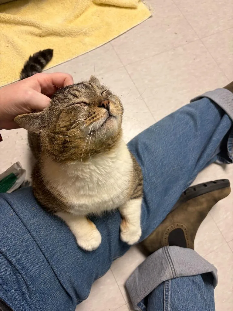 Sweetums thumbnail 3