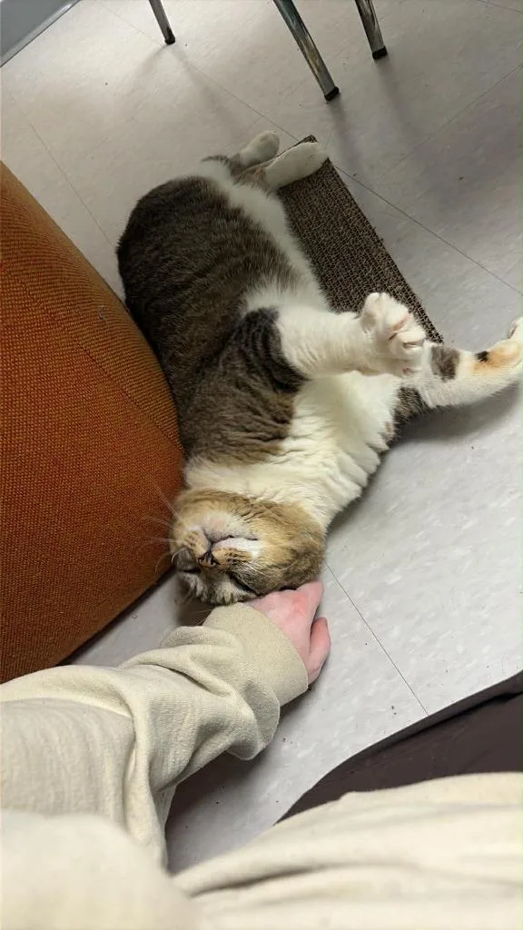 Sweetums thumbnail 4