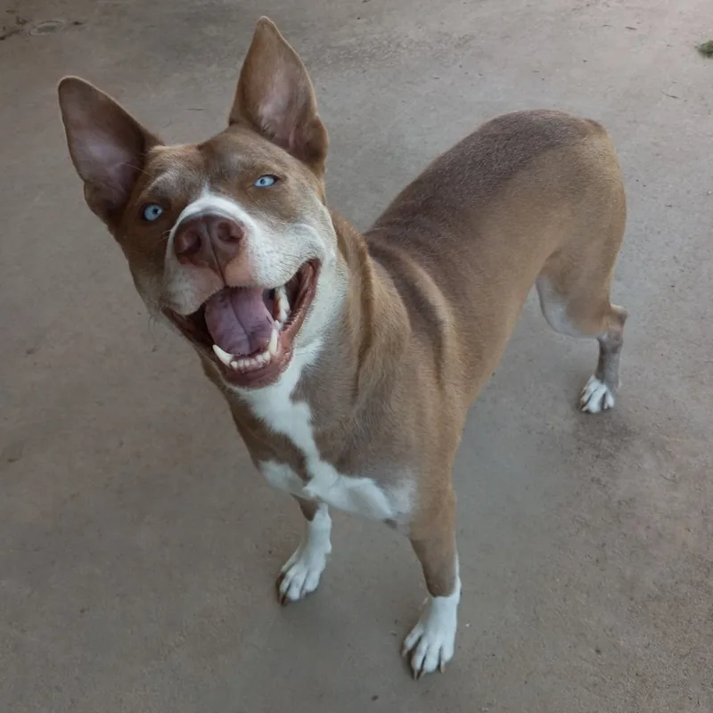 An adult large-sized female Yellow / Tan / Blond / Fawn Husky dog named Ginger for adoption in Hempstead, TX