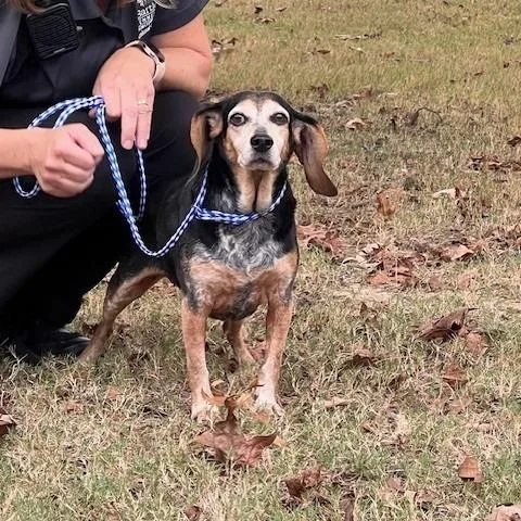 A senior small-sized female Black Beagle dog named Coco Chanel for adoption in Bartlett, TN