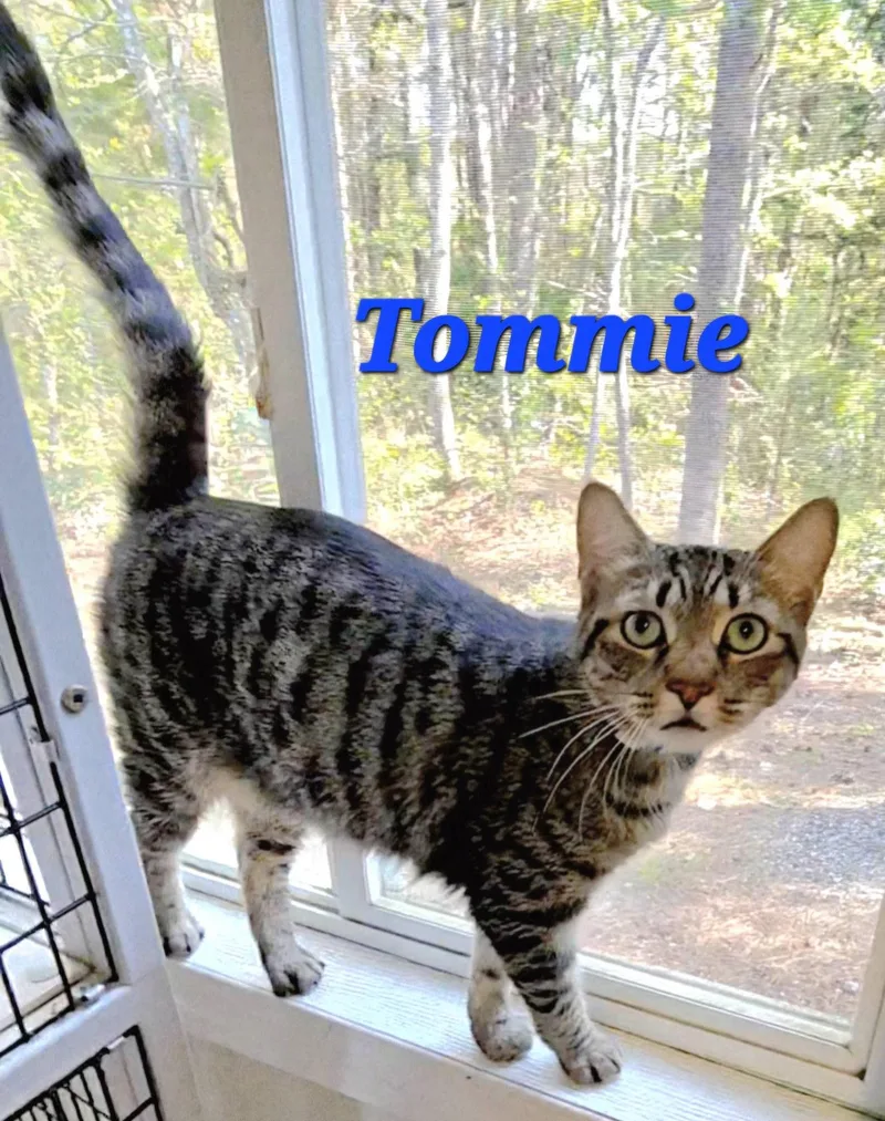 An adult medium-sized male Gray / Blue / Silver Tabby cat named Tommie for adoption in Macon, GA