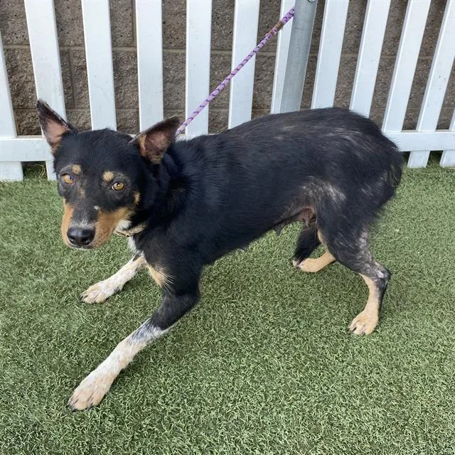 A young large-sized female Australian Cattle Dog / Blue Heeler dog named Mama Betty for adoption in Modesto, CA