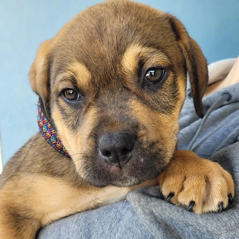 A baby small-sized male Mixed Breed dog named Turtle for adoption in Allyn, WA