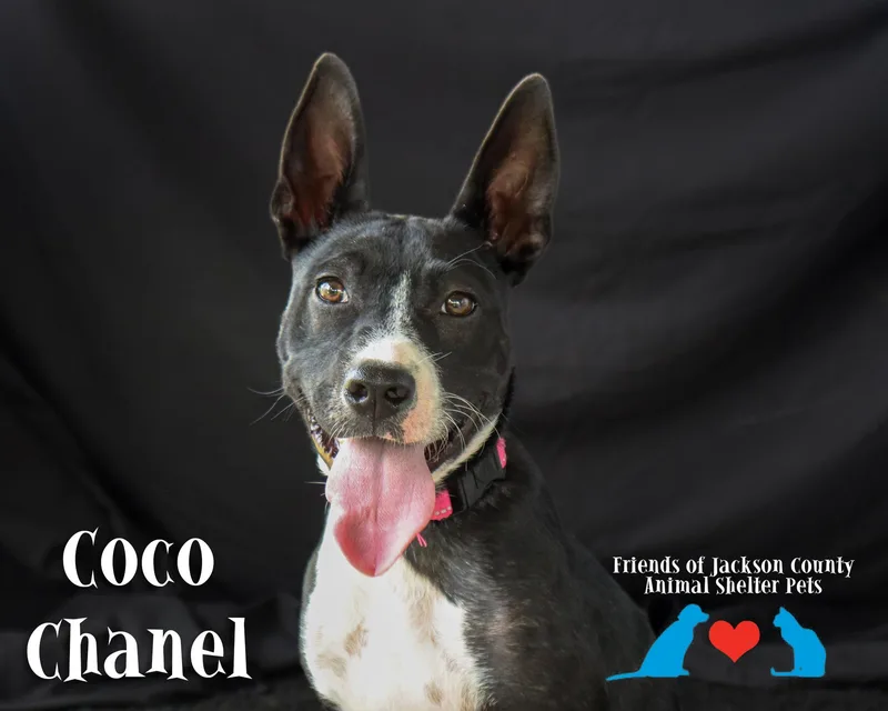 Coco Chanel