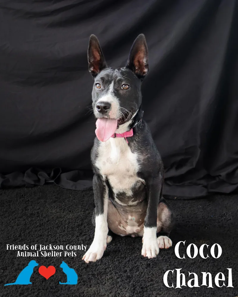Coco Chanel thumbnail 2