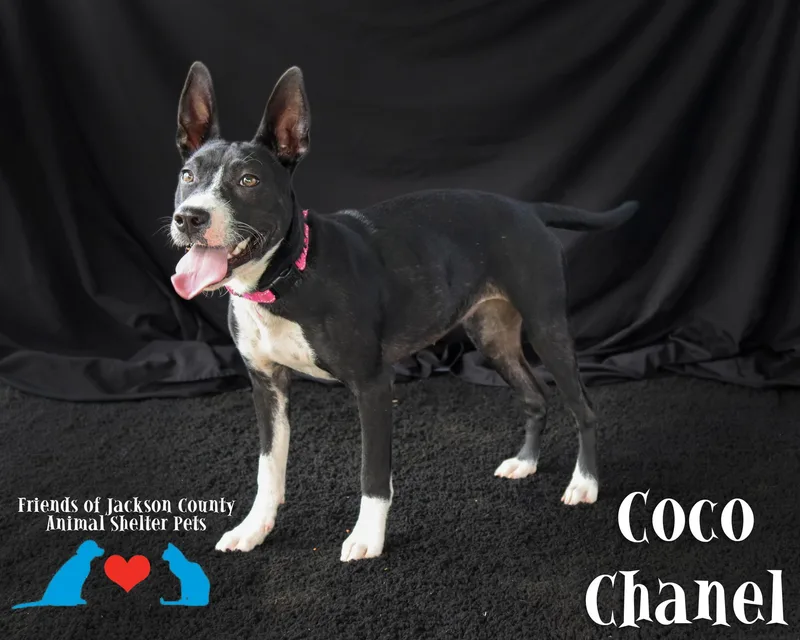 Coco Chanel thumbnail 3