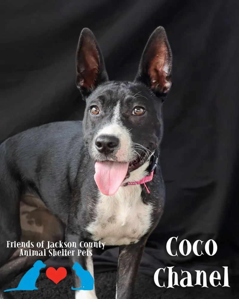 Coco Chanel thumbnail 4