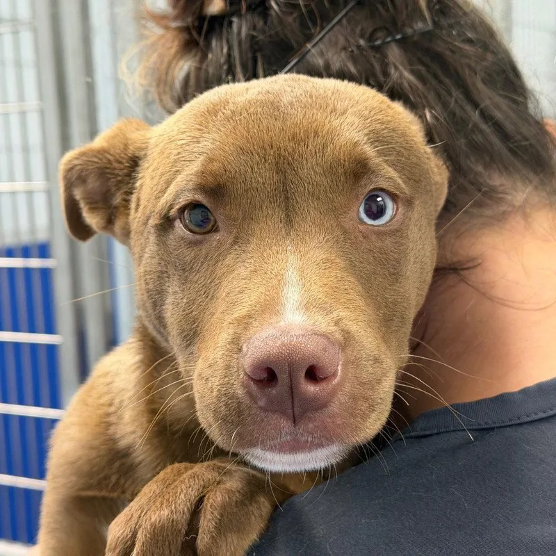 A baby medium-sized female Pit Bull Terrier dog named Tillie for adoption in Tarboro, NC