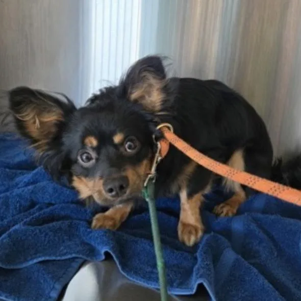 An adult small-sized male Brown / Chocolate Terrier dog named Samuel for adoption in Eureka, CA