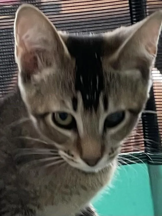 A baby medium-sized female Domestic Short Hair cat named Abby the Tabby for adoption in Lincoln, CA