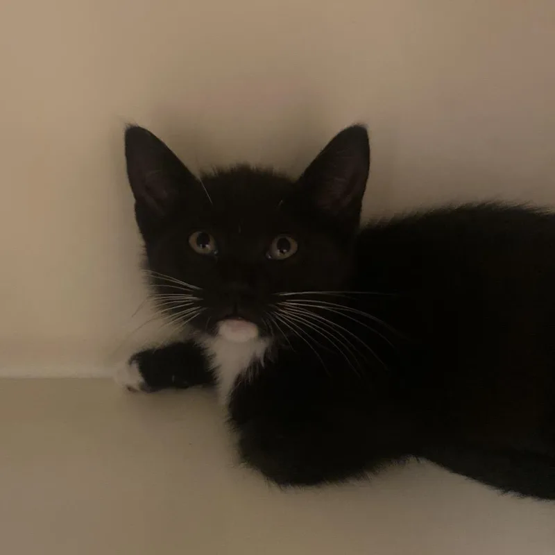A baby small-sized male Black Domestic Short Hair cat named Kenai for adoption in Dayton, OH