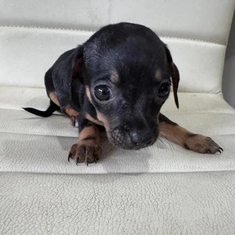 Chiweenie Bolte