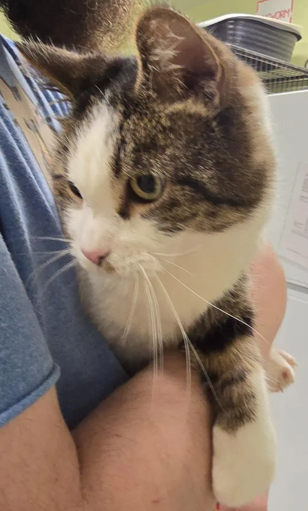 A young large-sized male Domestic Short Hair cat named Momoa for adoption in Auburn, IN