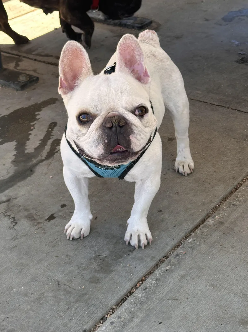 A young small-sized male French Bulldog dog named Tofu for adoption in modesto, CA