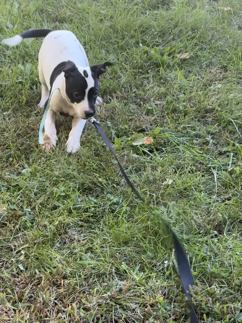 Marley thumbnail 2