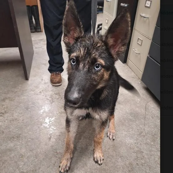 A young small-sized male Black German Shepherd Dog dog named Reggie for adoption in Austin, TX