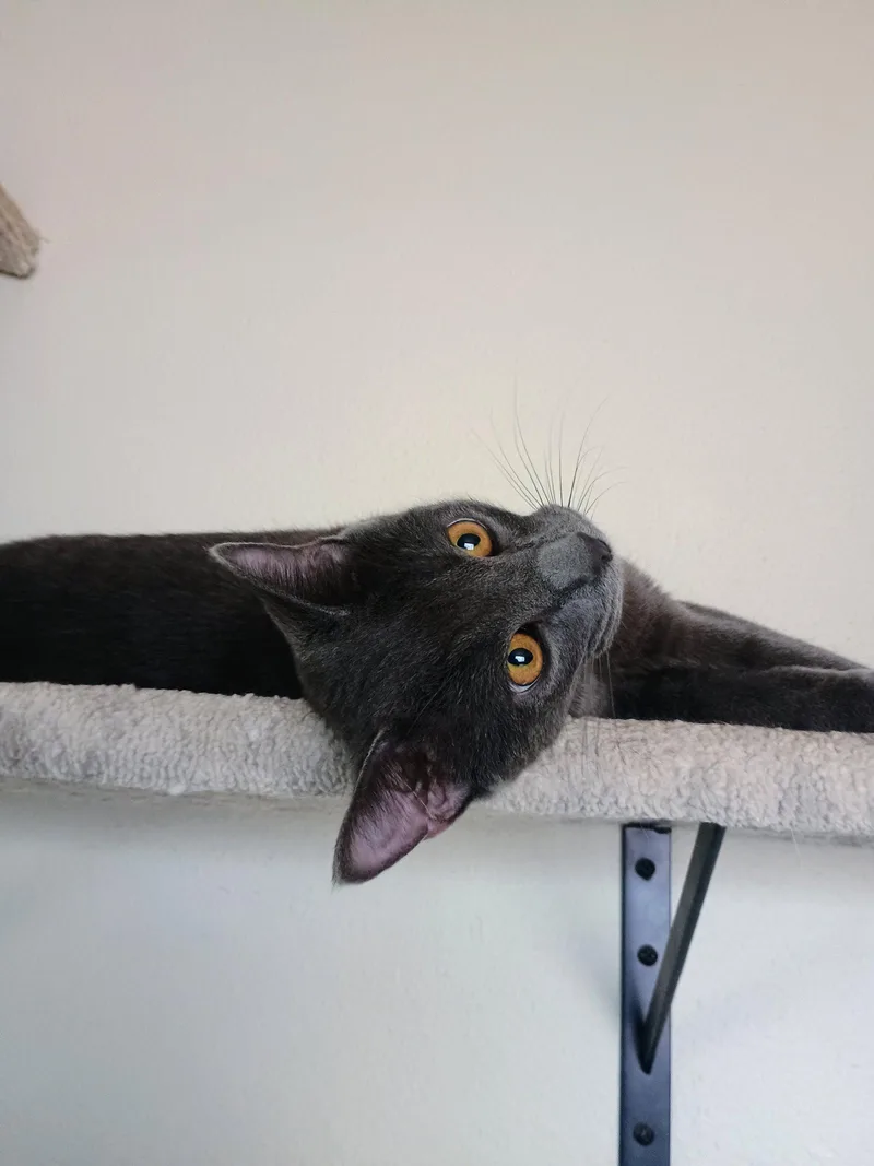 A young medium-sized male Gray / Blue / Silver Domestic Short Hair cat named Guapo for adoption in Laramie, WY