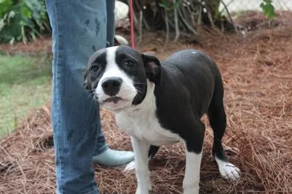 An adult large-sized male American Bulldog dog named Ash for adoption in Brunswick, GA