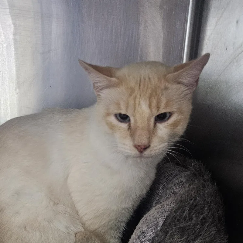 A senior small-sized male White Domestic Short Hair cat named Sugar Ray for adoption in Stephenville, TX