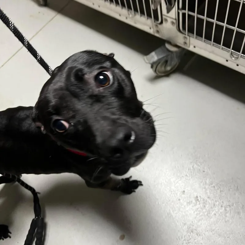 An adult medium-sized female Black Mixed Breed dog named Olive for adoption in Batavia, OH