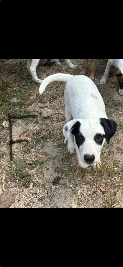 A baby large-sized female Mixed Breed dog named Peyton for adoption in Chickamauga , GA