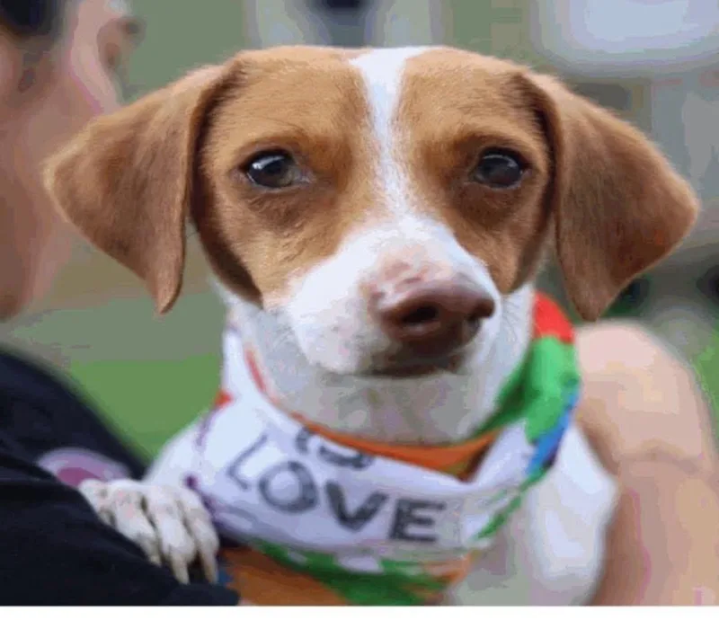 A young small-sized female Chihuahua dog named Pebbles for adoption in Boston, MA
