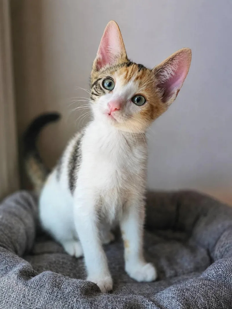 A baby medium-sized female Calico Domestic Short Hair cat named Bubbles for adoption in Mullica Hill, NJ
