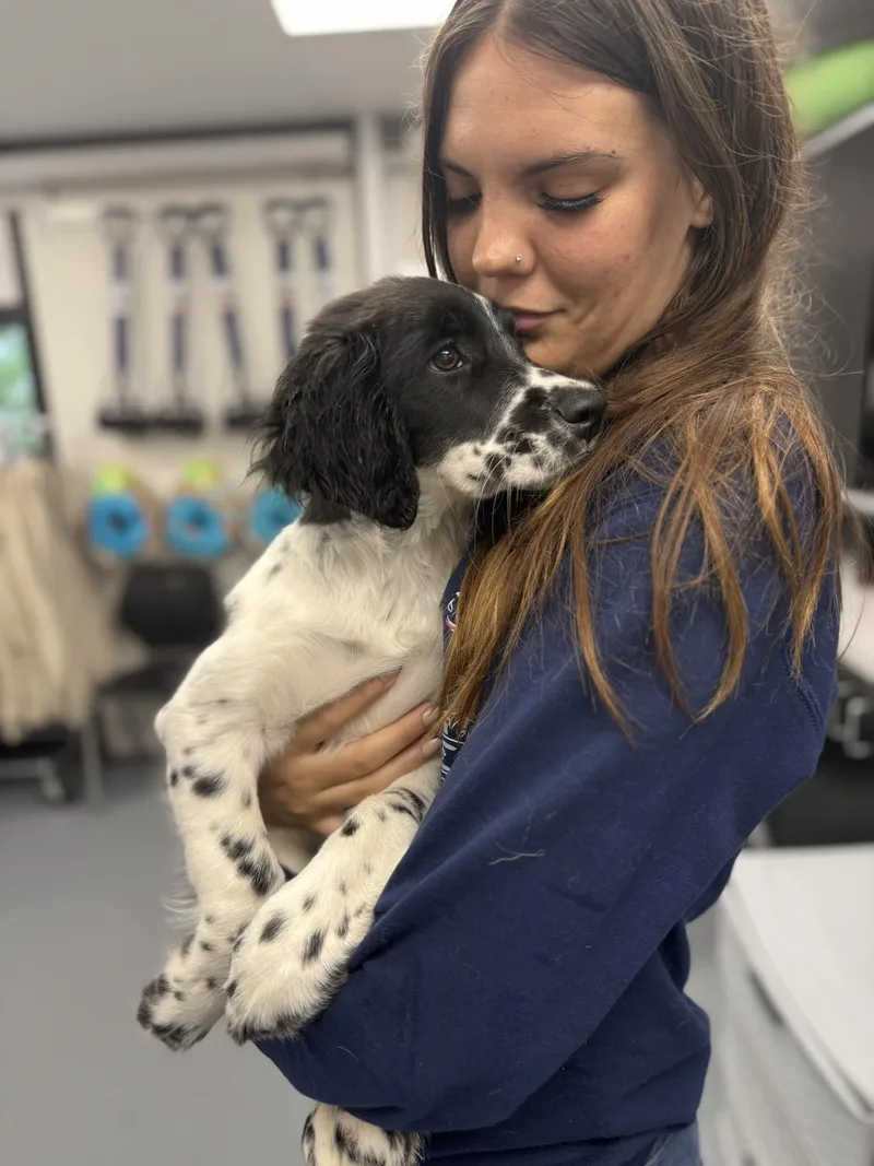 A baby medium-sized male White / Cream English Springer Spaniel dog named Shgggy Is Just Bubbling for adoption in Bedford Hills, NY