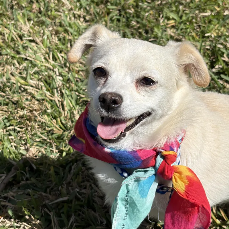 A young small-sized female White / Cream Chihuahua dog named Misty Tiny Lovebug! for adoption in Cypress, TX