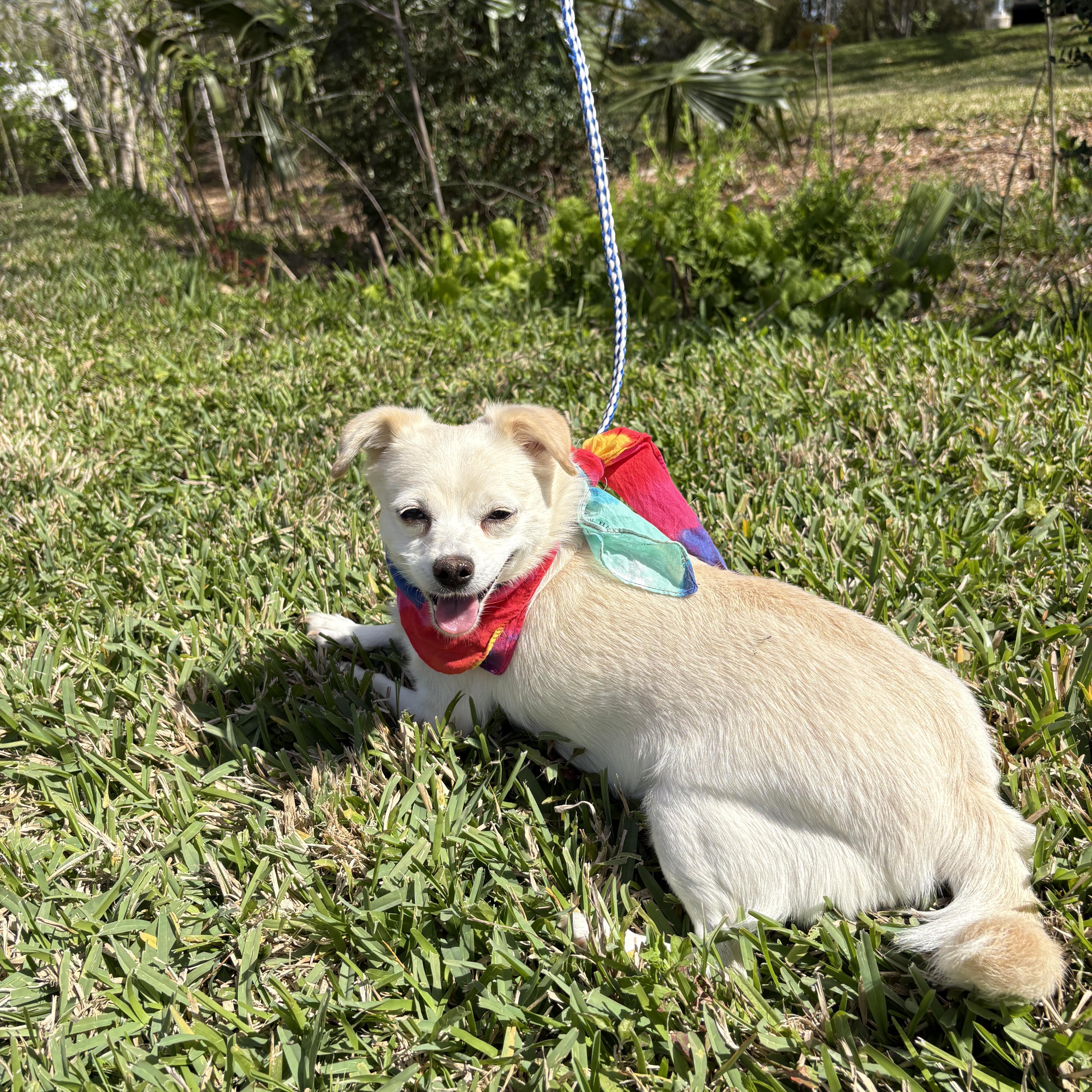 Misty Tiny Lovebug! thumbnail 4