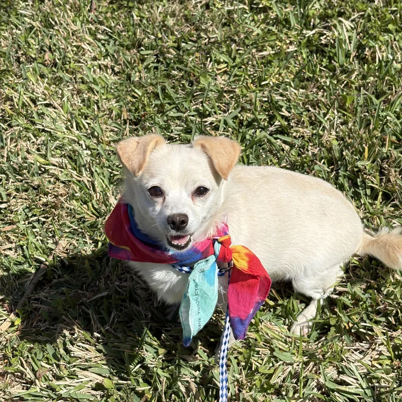 Misty Tiny Lovebug! thumbnail 5