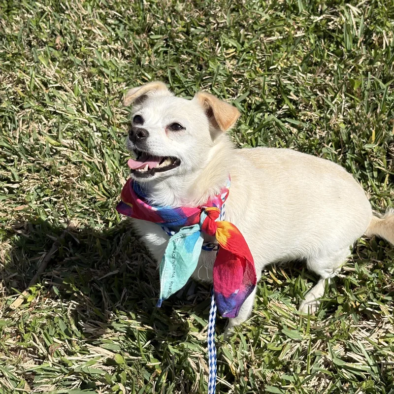 Misty Tiny Lovebug! thumbnail 6