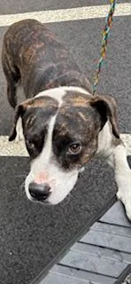 An adult medium-sized male Mixed Breed dog named Steffon for adoption in Honolulu, HI
