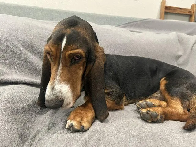 A young medium-sized male Basset Hound dog named Duke for adoption in Petaluma, CA