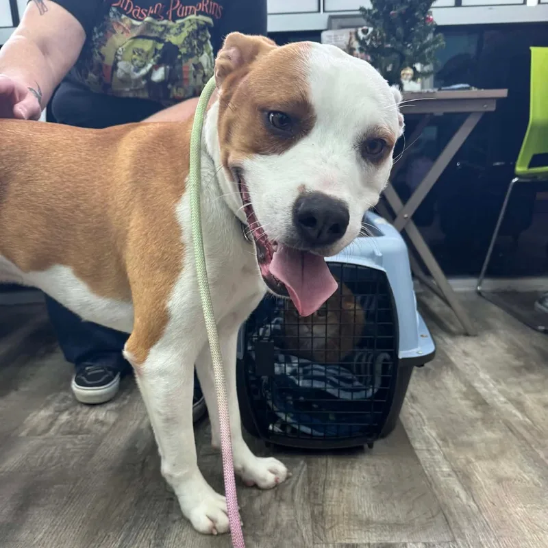 A young medium-sized male American Staffordshire Terrier dog named Waylon for adoption in Sugar Land, TX