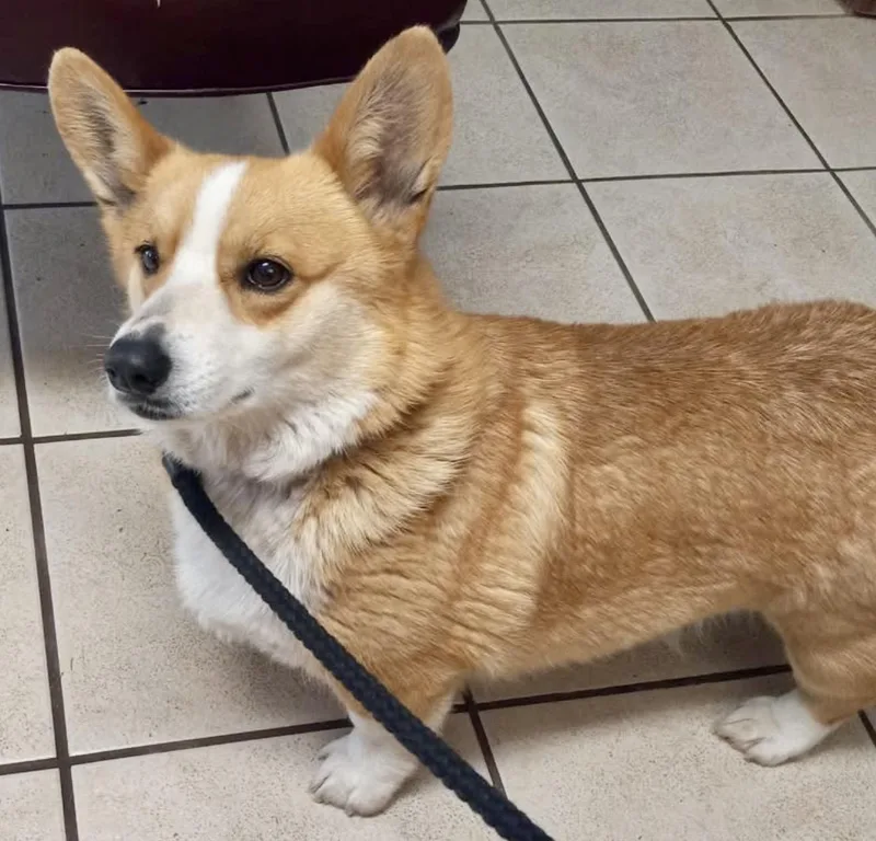 Elizabeth thumbnail 3