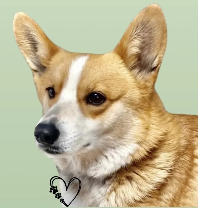 An adult medium-sized female Yellow / Tan / Blond / Fawn Pembroke Welsh Corgi dog named Elizabeth for adoption in Westfield, NY
