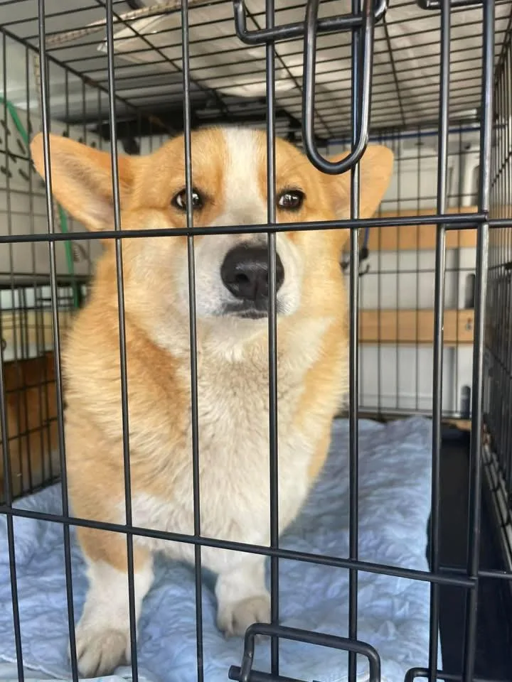 Elizabeth thumbnail 6