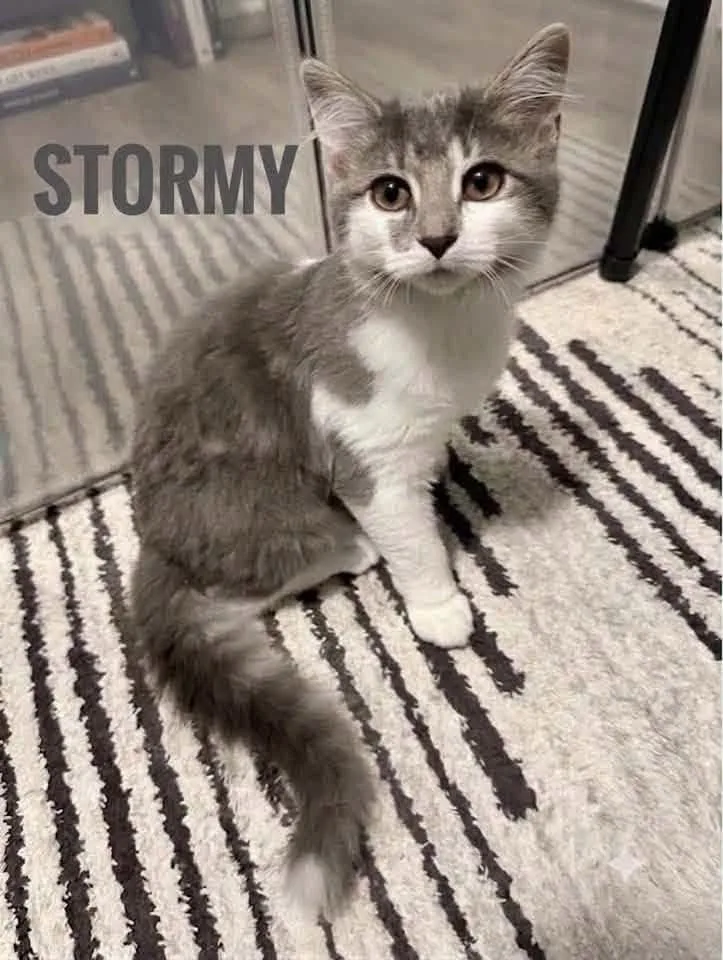 A young medium-sized female Gray & White American Shorthair cat named Stormy for adoption in Elkland, PA