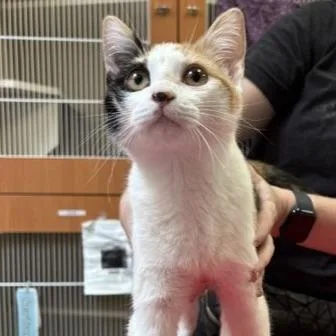 A baby medium-sized female Domestic Short Hair cat named Kona for adoption in Murray, UT