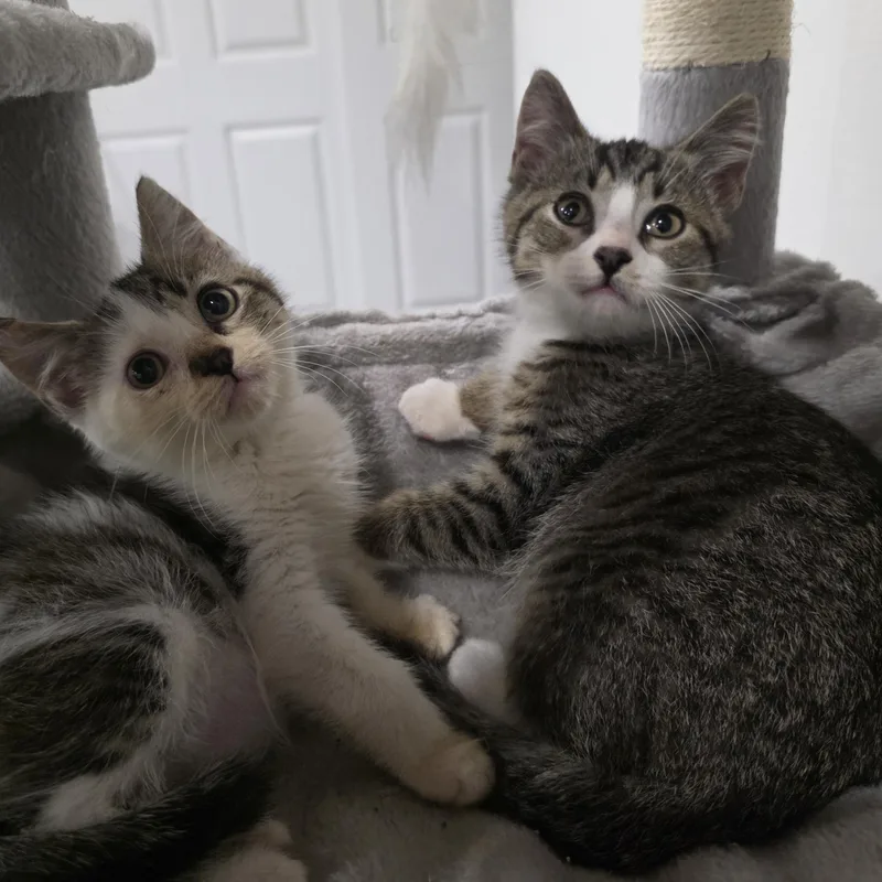 A baby medium-sized male Tabby (Brown / Chocolate) Domestic Short Hair cat named Riddle for adoption in Moriches, NY