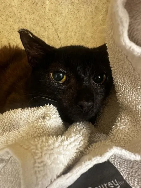 A young medium-sized male Domestic Short Hair cat named Working Cat Venti for adoption in San Diego, CA