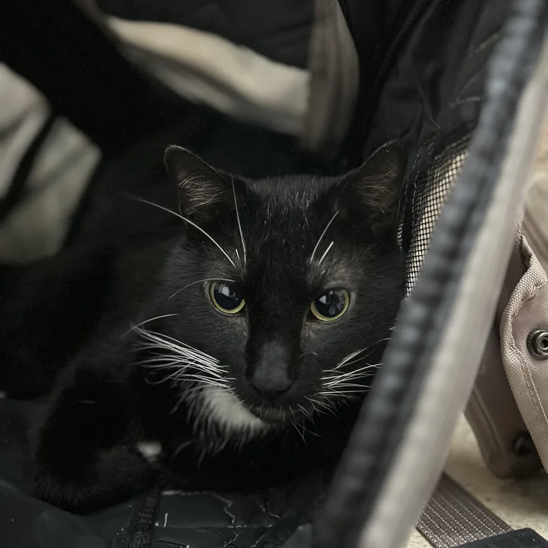 A young medium-sized male Black & White / Tuxedo American Shorthair cat named Houdini N.  the for adoption in New York, NY