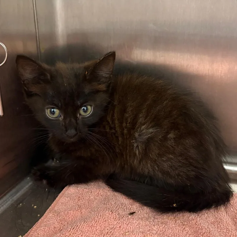 A baby small-sized female Black Domestic Short Hair cat named Cabbage for adoption in Morganton, NC