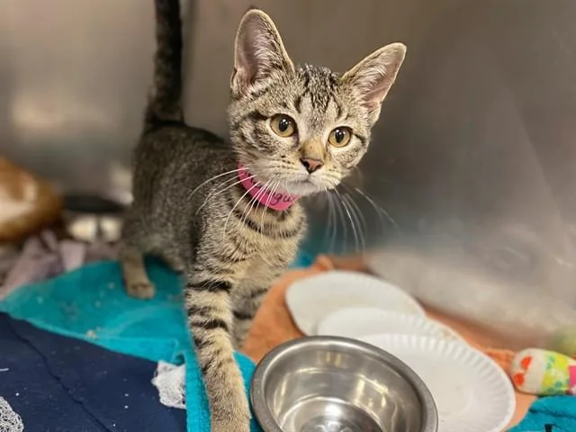 A baby small-sized female Domestic Short Hair cat named Meringue for adoption in Fort Wayne, IN