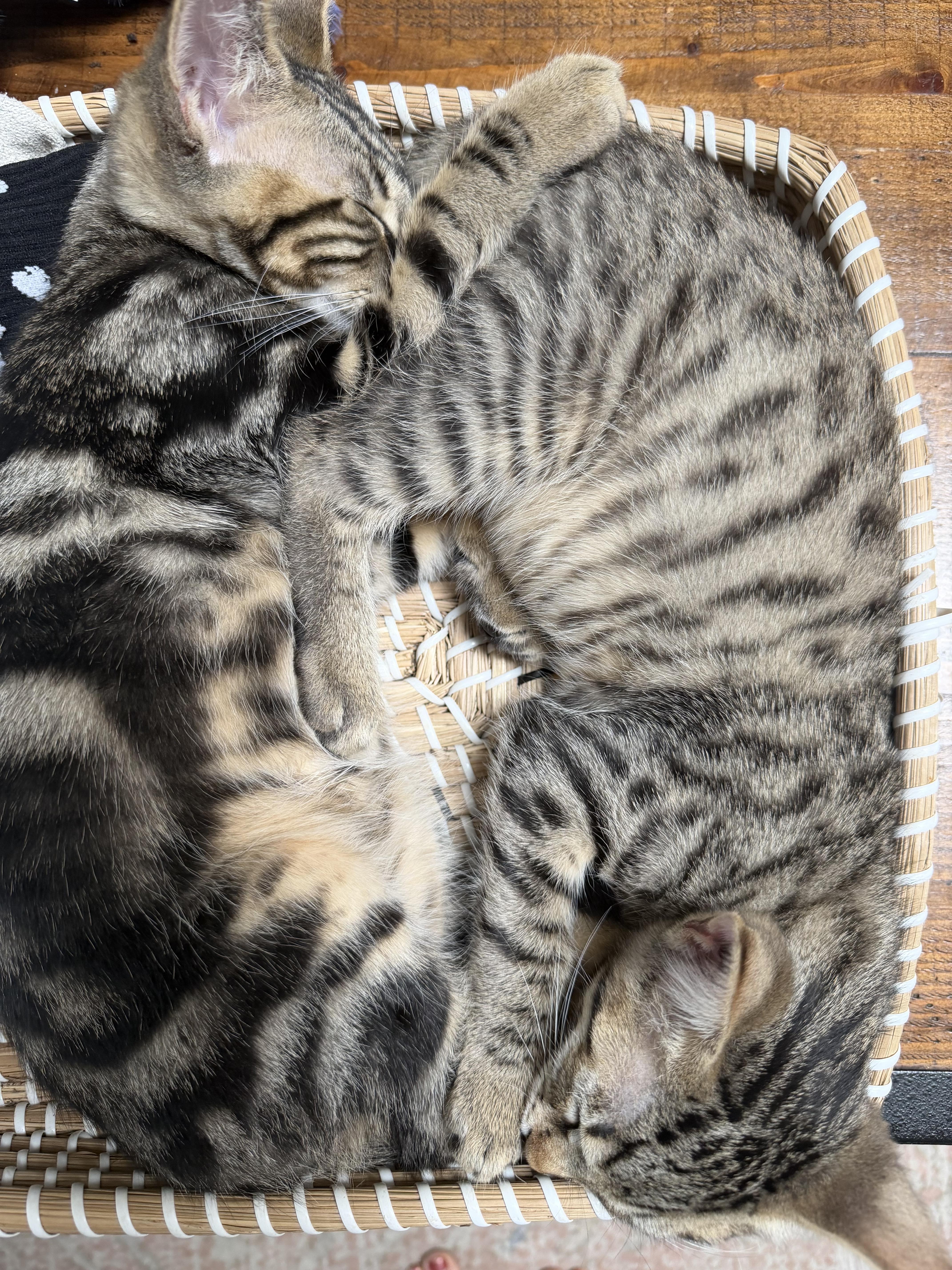 A baby small-sized male Brown / Chocolate Domestic Short Hair cat named Naomi for adoption in Pacific Palisades, CA