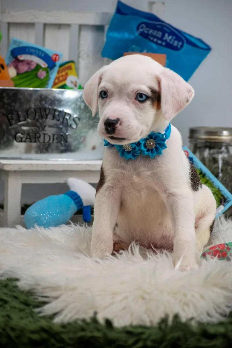 A baby small-sized male Brown / Chocolate Border Collie dog named Basil for adoption in Sevierville, TN